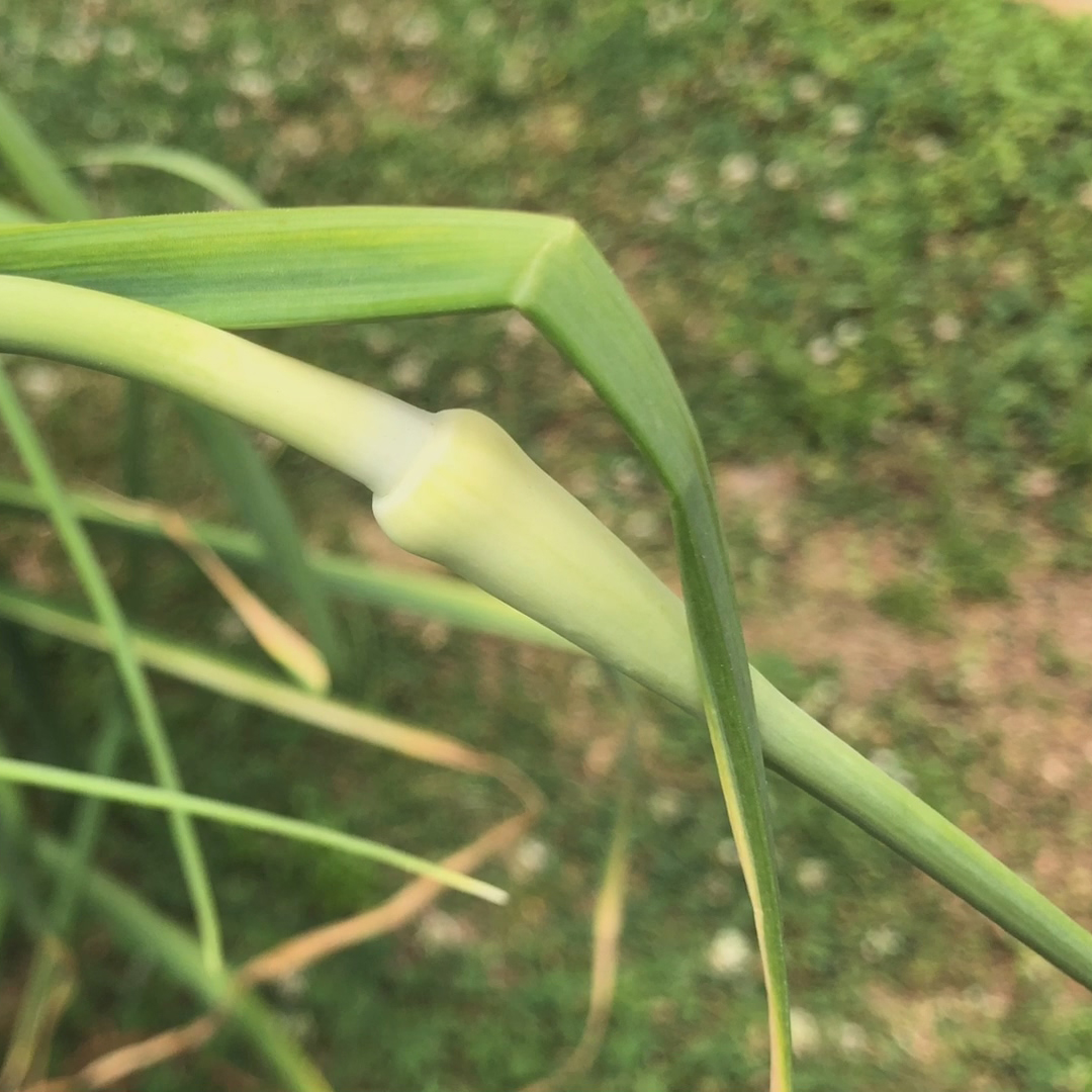Harvesting Garlic Scapes — When, Why & How