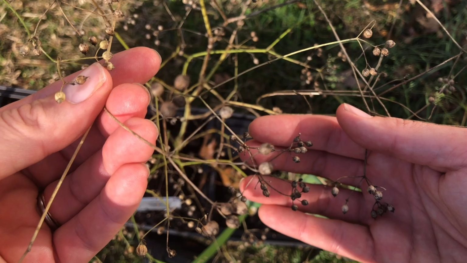 When & How to Harvest Coriander (Cilantro Seed) + Drying/Storing Tips