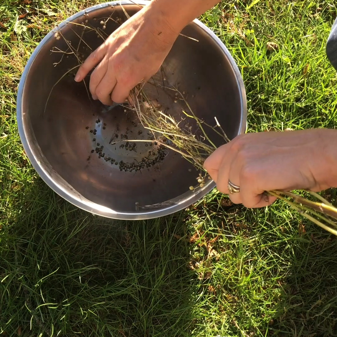 When & How to Harvest Coriander (Cilantro Seed) + Drying/Storing Tips