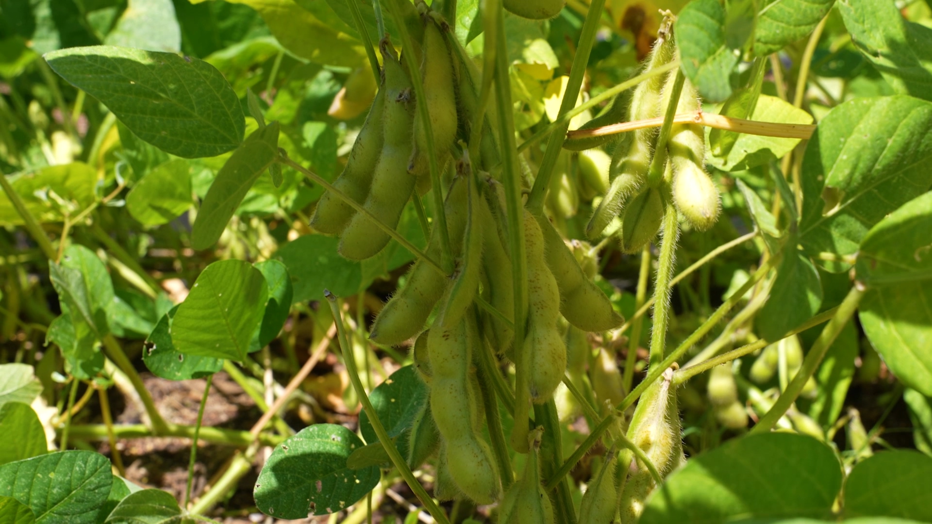 When & How To Harvest Edamame (Soybeans)–2 Ways!