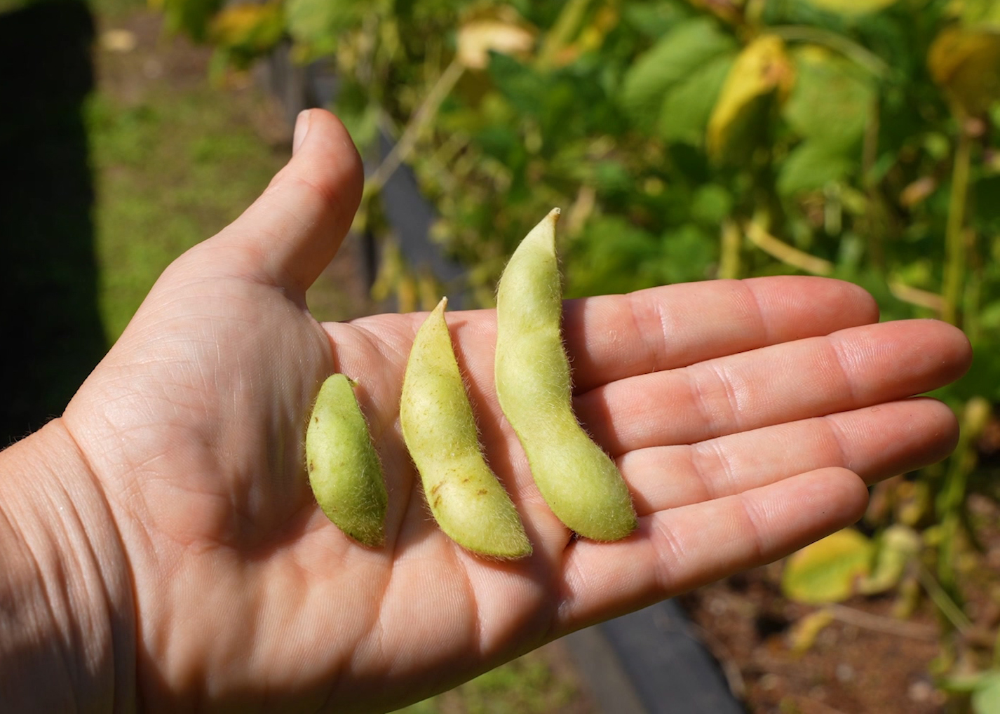 when to harvest edamame beans