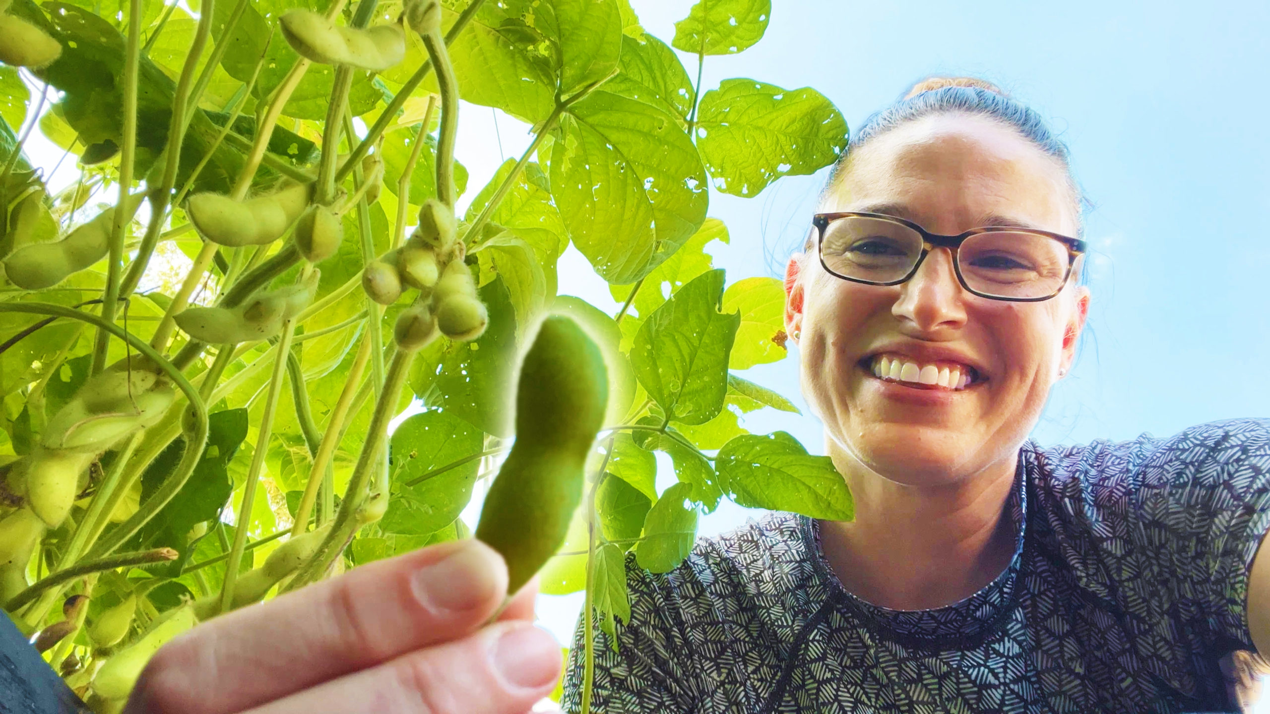 When & How To Harvest Edamame (Soybeans)2 Ways!