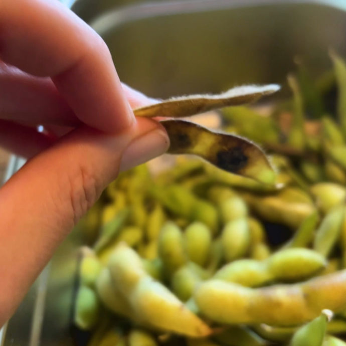 When & How To Harvest Edamame (Soybeans)2 Ways!
