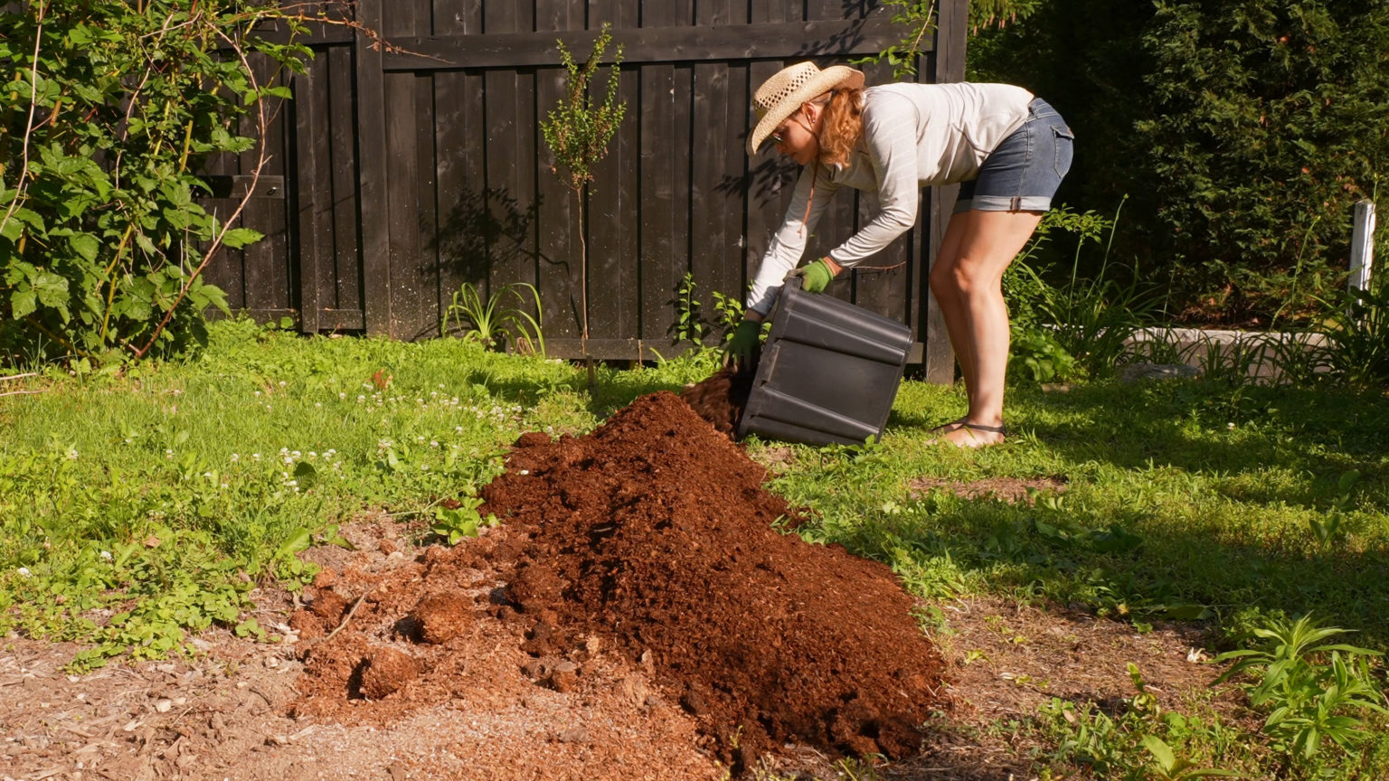 Raspberry Planting Guide — Soil, Sun, pH, Fertilizing, Growing & Caring