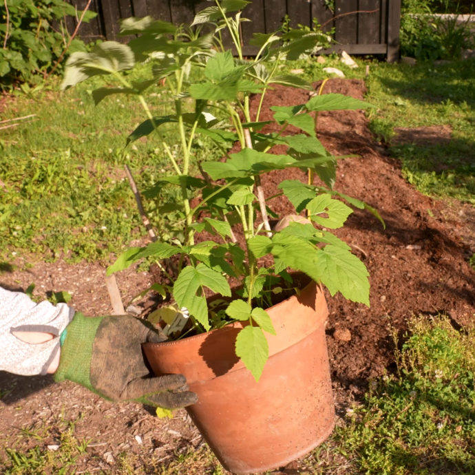 Raspberry Planting Guide — Soil, Sun, pH, Fertilizing, Growing & Caring