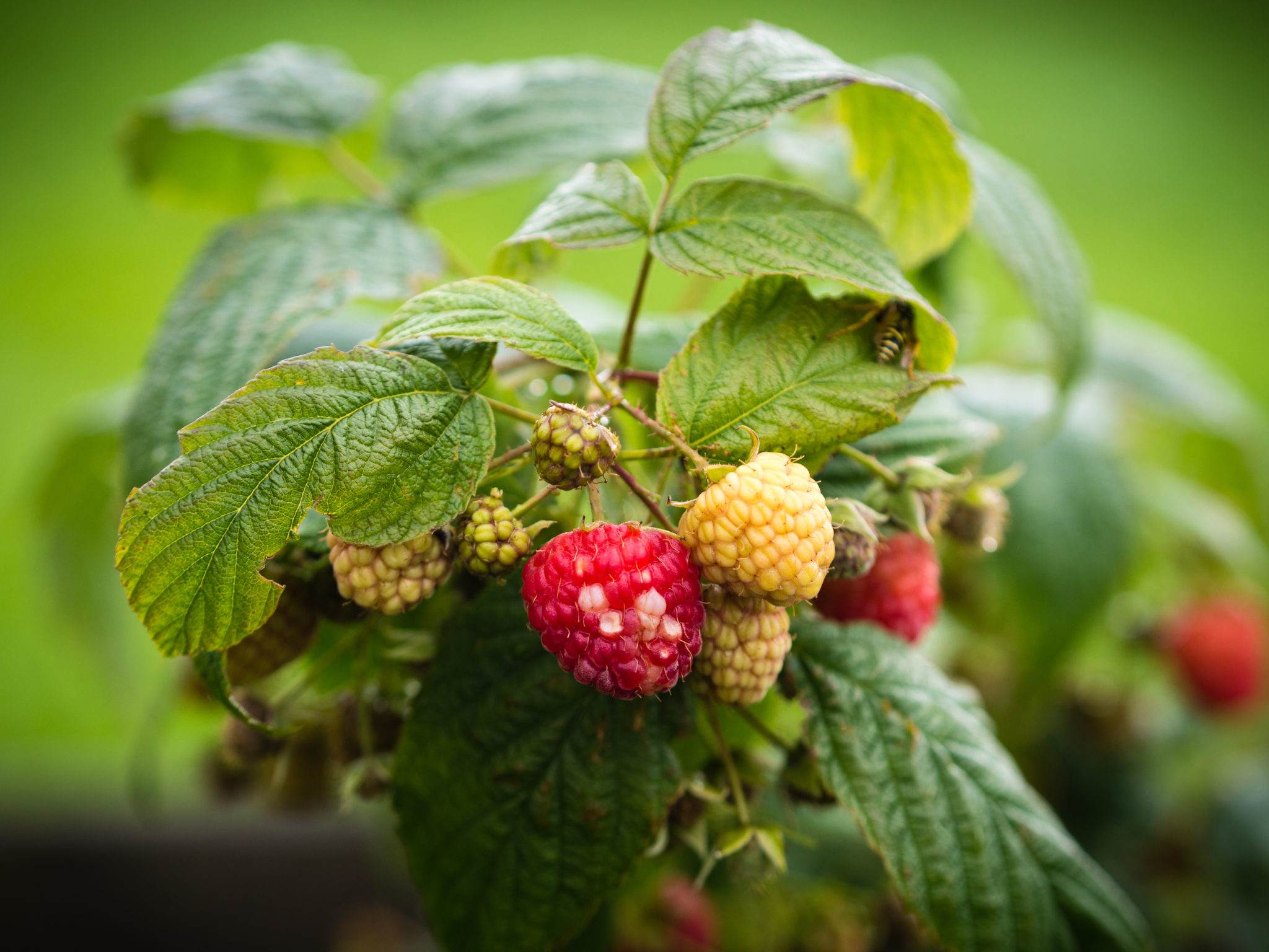 Raspberry Planting Guide — Soil, Sun, pH, Fertilizing, Growing & Caring
