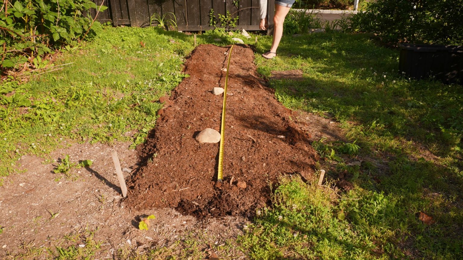 Raspberry Planting Guide — Soil, Sun, pH, Fertilizing, Growing & Caring