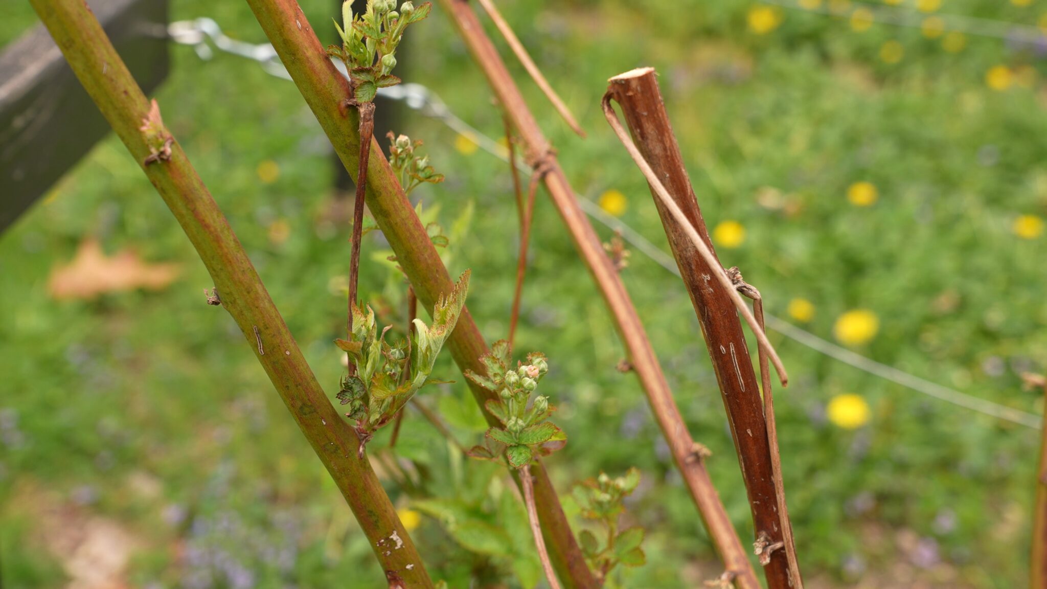 Pruning Blackberries Spring, Summer, Fall & Winter