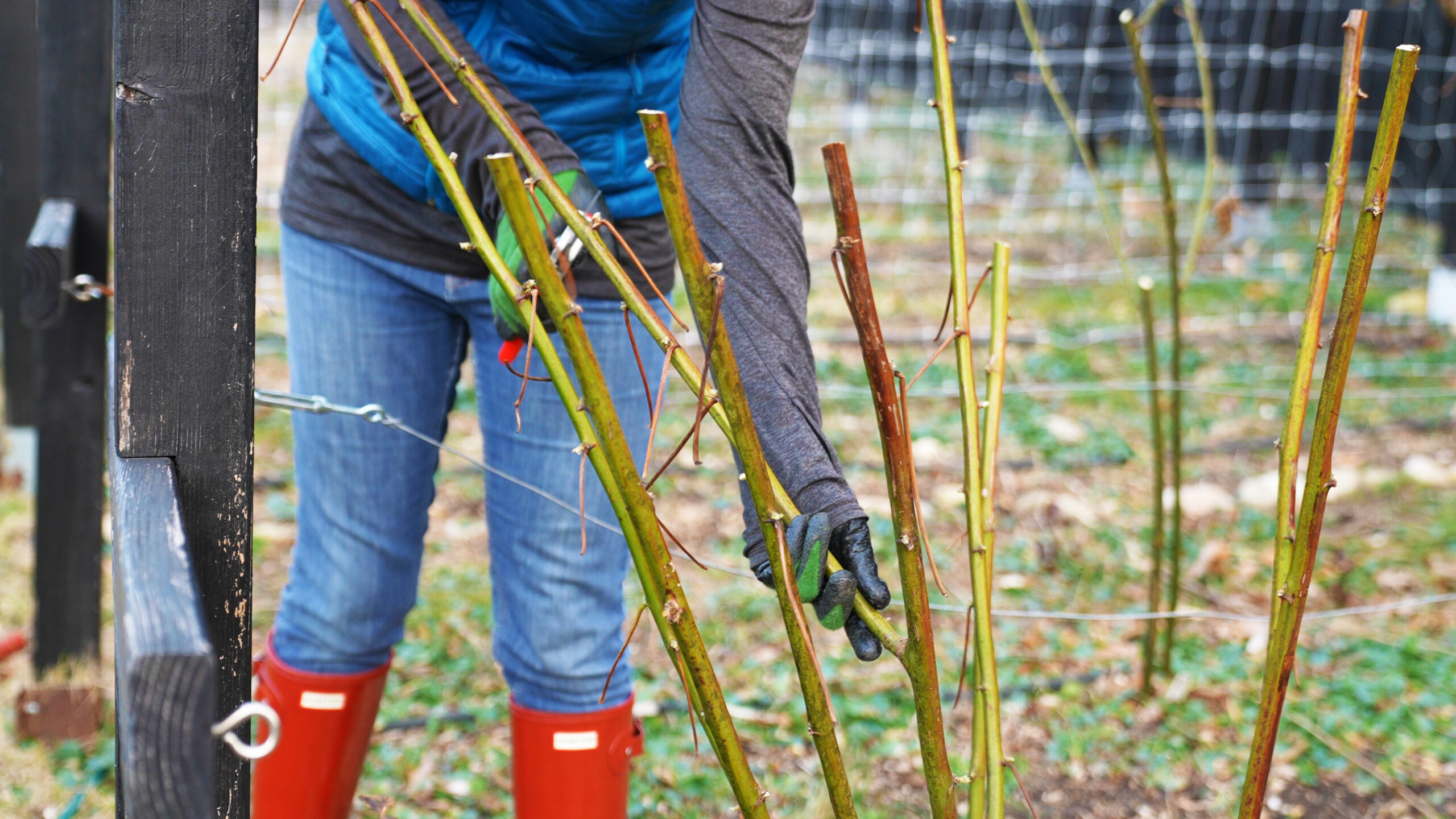 Pruning Blackberries Spring, Summer, Fall & Winter