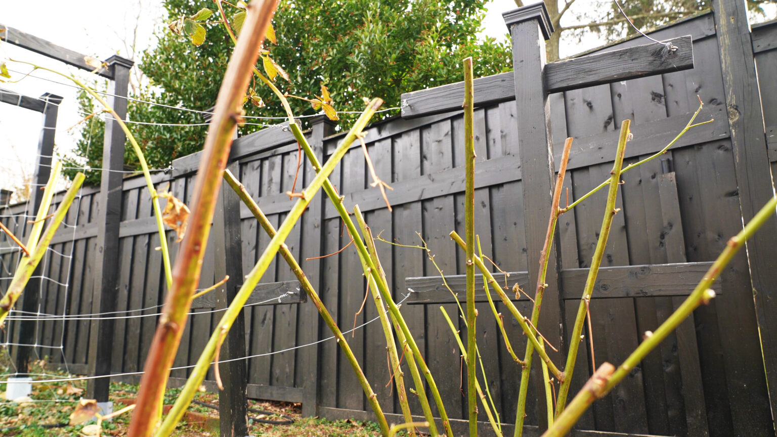 Pruning Blackberries Spring, Summer, Fall & Winter