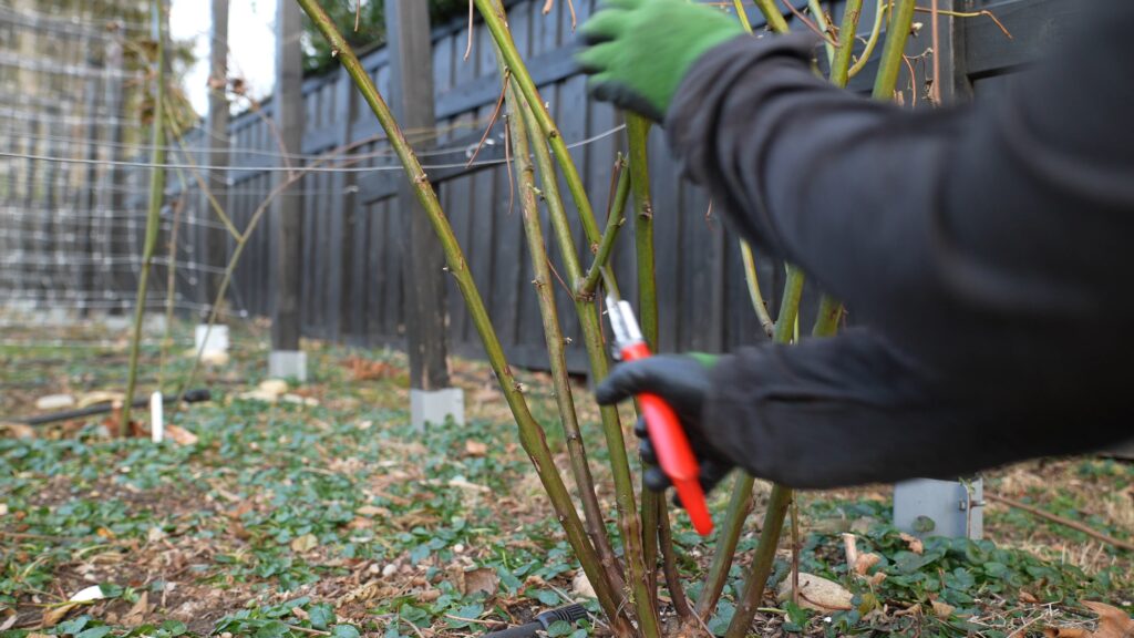 Pruning and Training Blackberry Canes for Maximum Yield