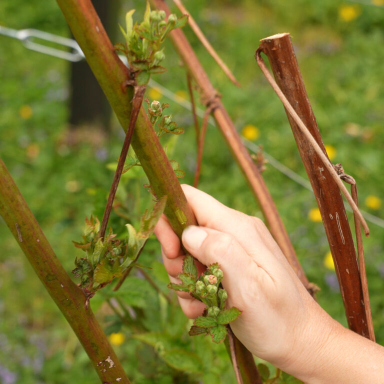 Pruning Blackberries: Spring, Summer, Fall & Winter