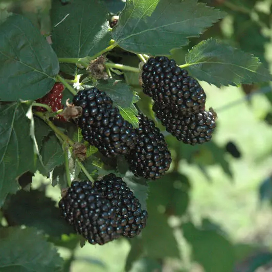 Prime-Ark Freedom Primocane Blackberry
