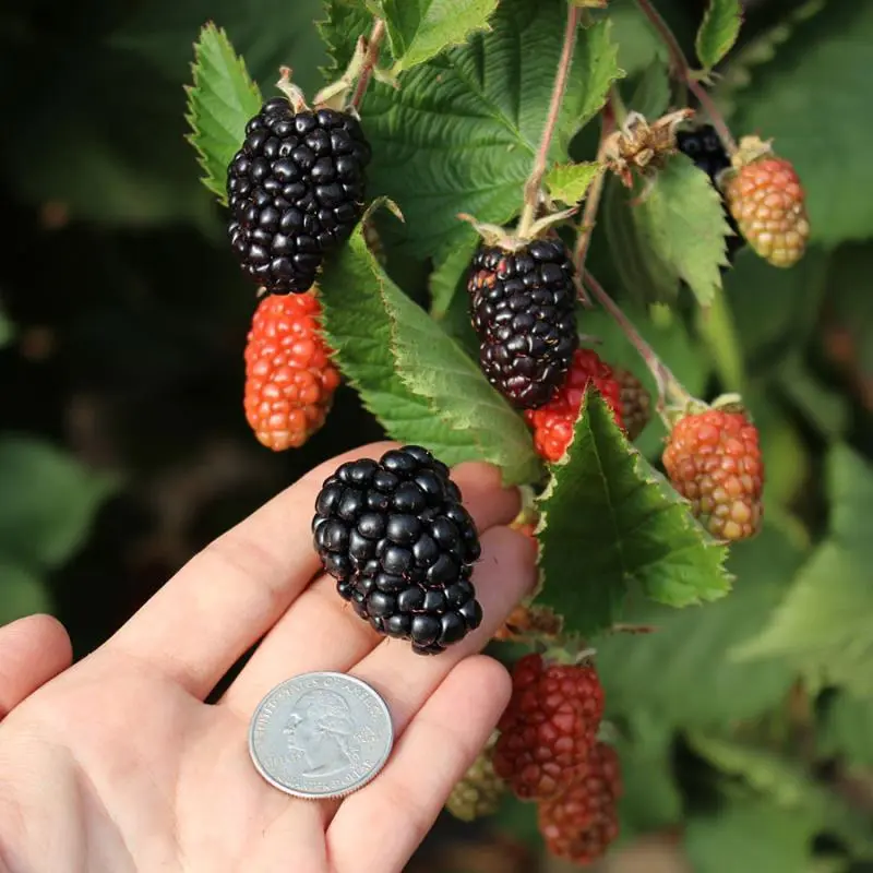 Prime-Ark Traveler Primocane Blackberry