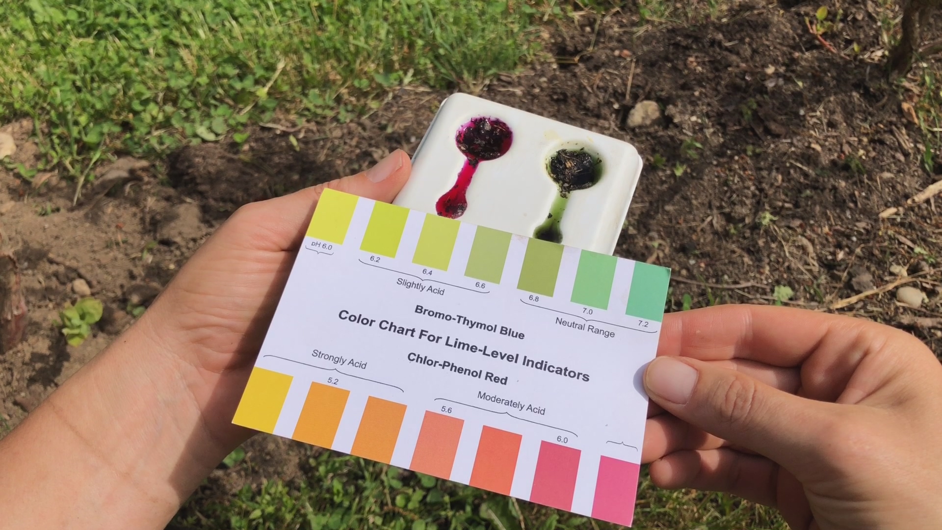 Blueberry Planting Guide—When To Plant, Types, Soil, pH, Fertilizer & More!