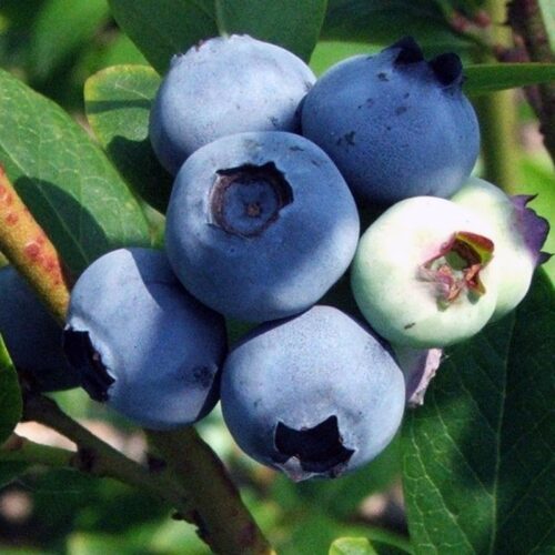 Darrow Blueberry