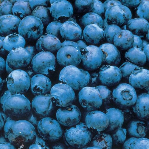 Patriot Blueberry