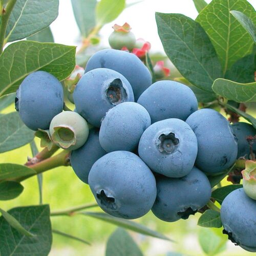 Sweetheart Blueberry
