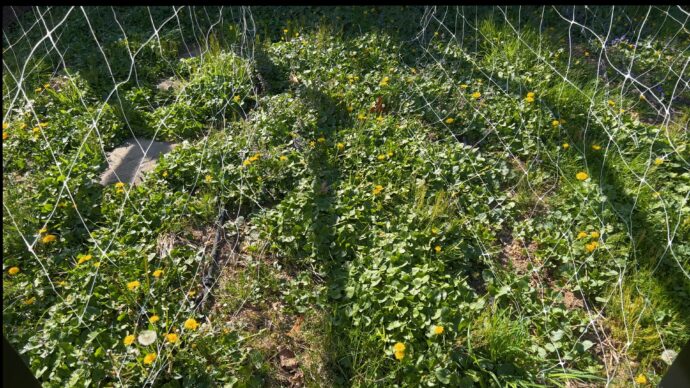 My Vegetable Garden Soil Preparation Routine (pH, Fertilizer ...