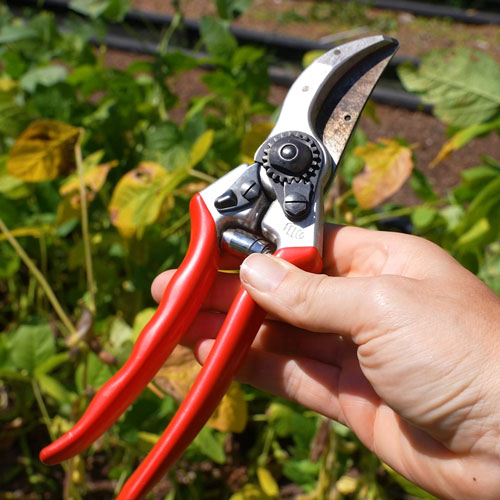 Felco Pruners