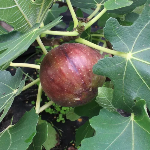 LSU Purple Fig