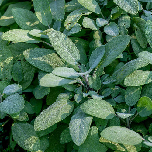 Common Sage