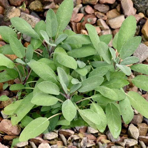 Grower's Friend Sage