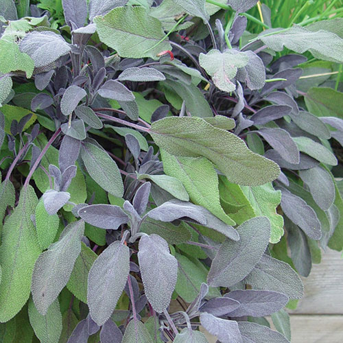 Purple Sage