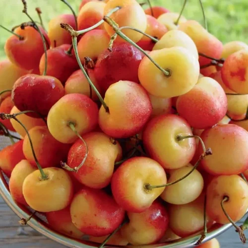 Emperor Francis Sweet Cherry