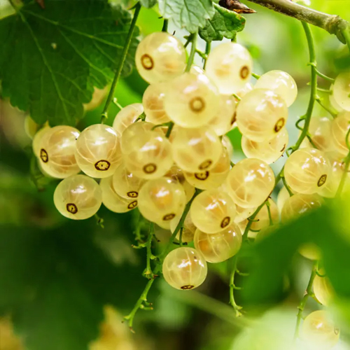 White Cherry Currant