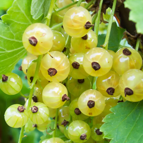 White Imperial Currant