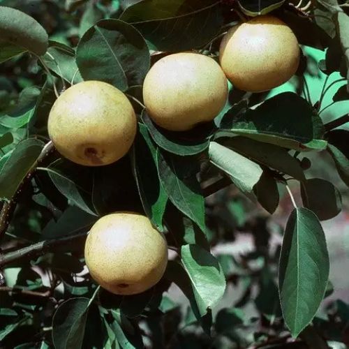 20th Century Asian Pear