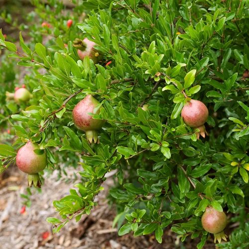 Dwarf Red Pomegranate