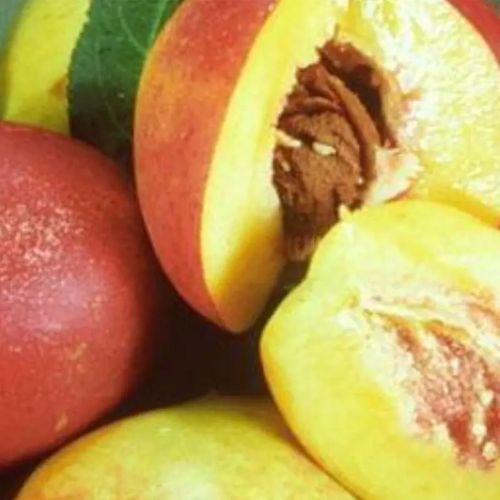 Garden Delight Miniature Nectarine