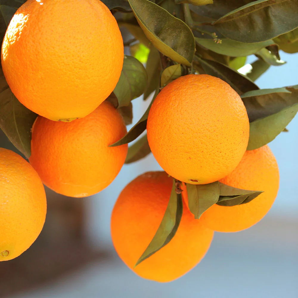 Lane Late Orange