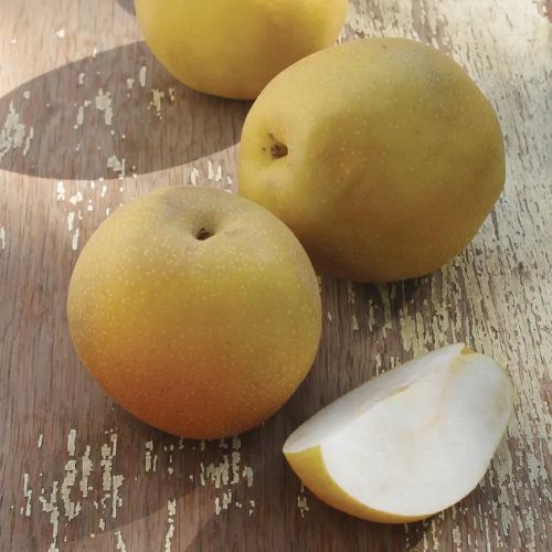Peggy Asian Pear