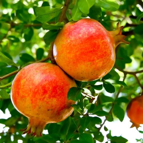 Sirenevyi Pomegranate