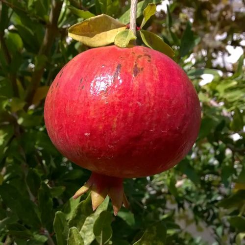 Wonderful Pomegranate