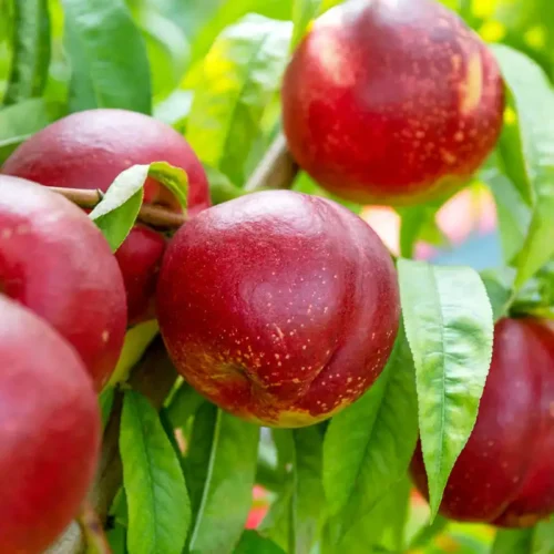 Captain Crunch Nectarine