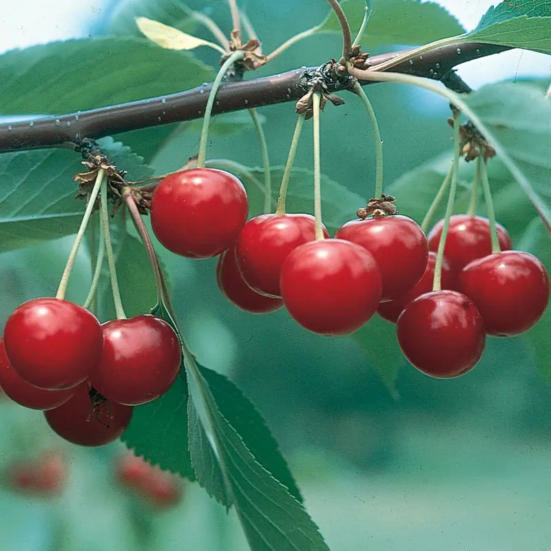 North Star Sour Cherry
