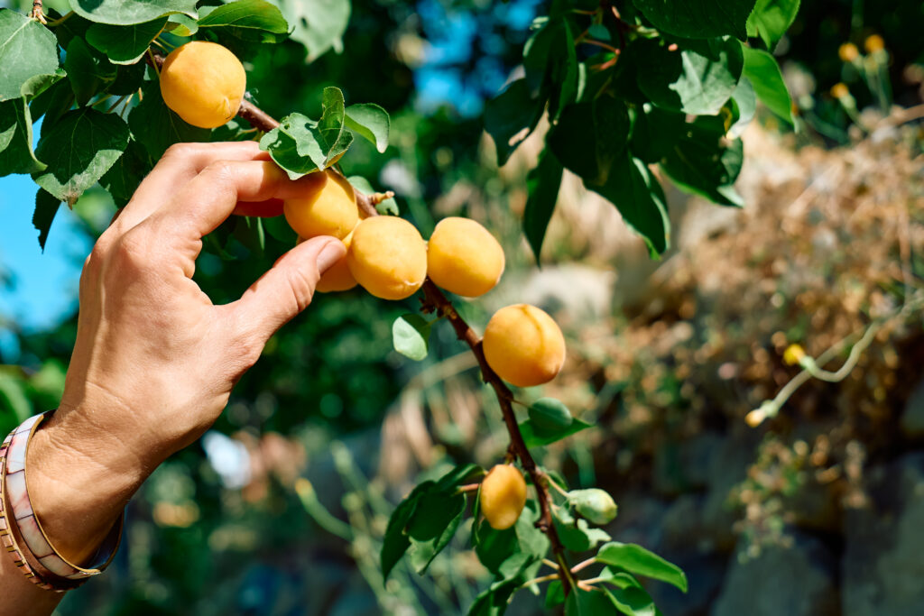 apricots