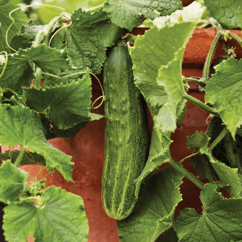 Bush Champion Cucumber