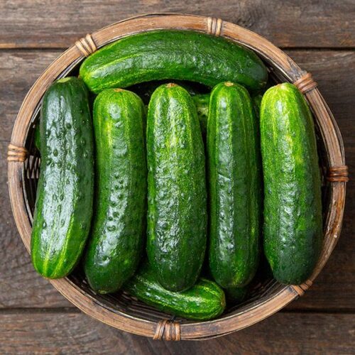 Excelsior Pickling Cucumber