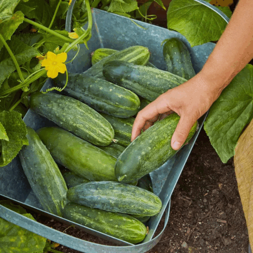 Spacemaster Cucumber