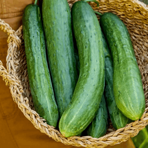 Sweet Success Hybrid Cucumber