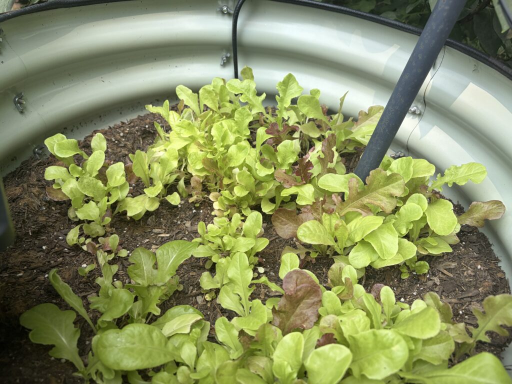 Photo shows a leaf lettuce mix at different growth stages in a container garden
