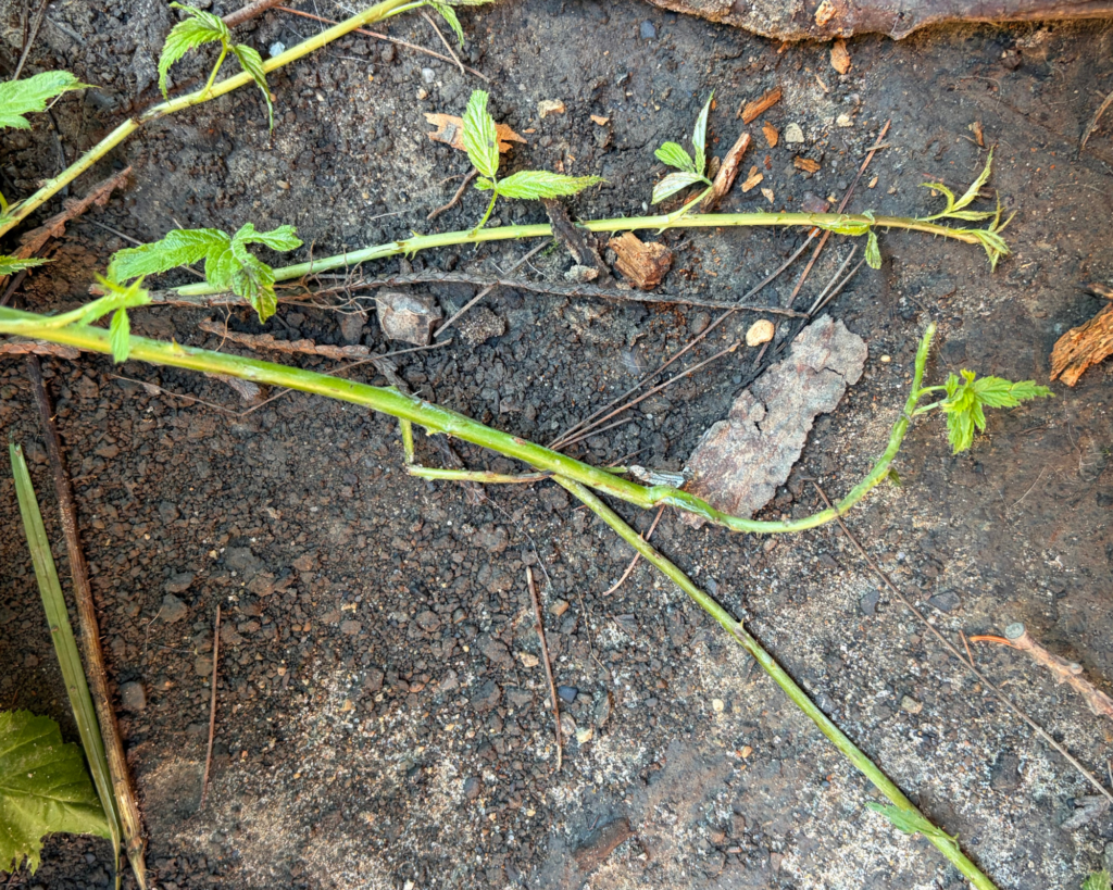 Black raspberry cane tips beginning to root into the ground