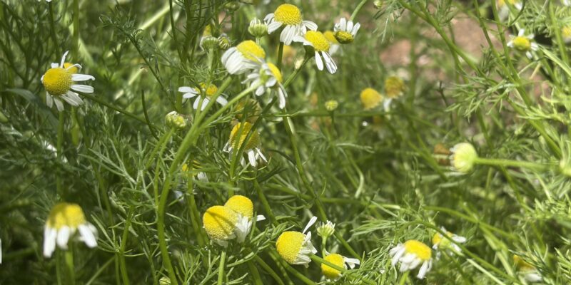 German chamomile plants in a raised garden bed