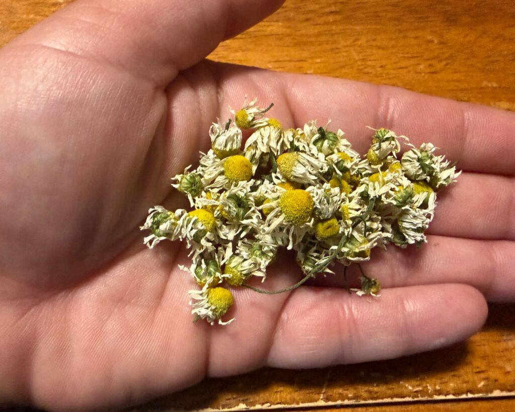 hand holding dried chamomile flowers