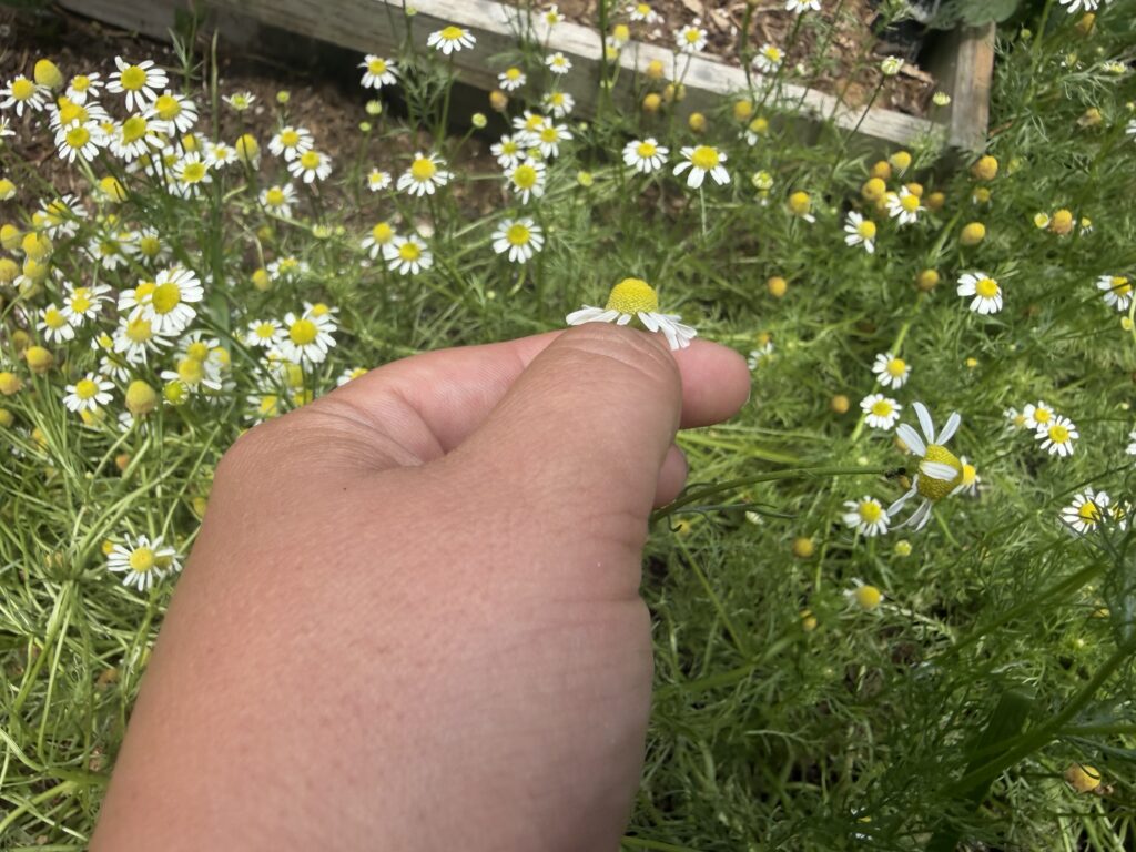 Hand picks chamomile flower from a crop of chamomile plants in a raised garden bed